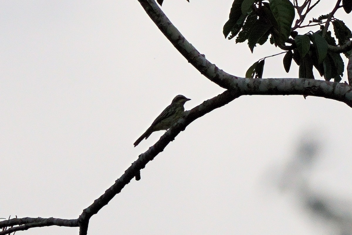 Streaked Flycatcher - ML638101800