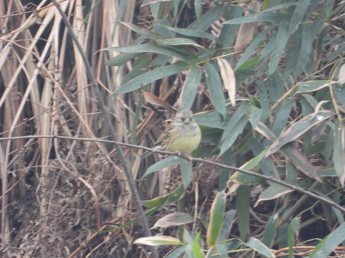 Black-faced Bunting - ML638101809