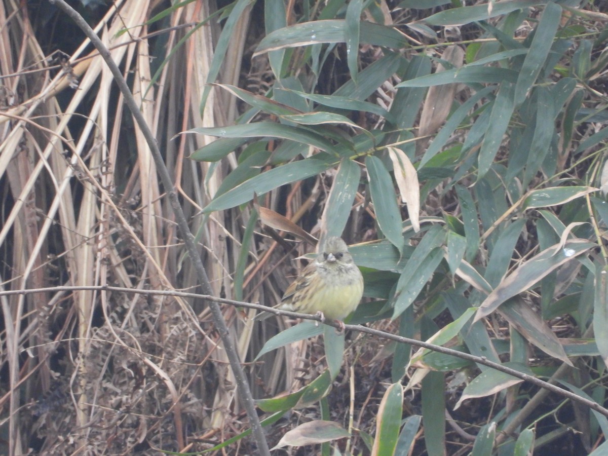 Black-faced Bunting - ML638101810