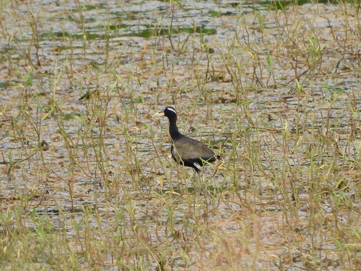 Bronze-winged Jacana - ML638101823