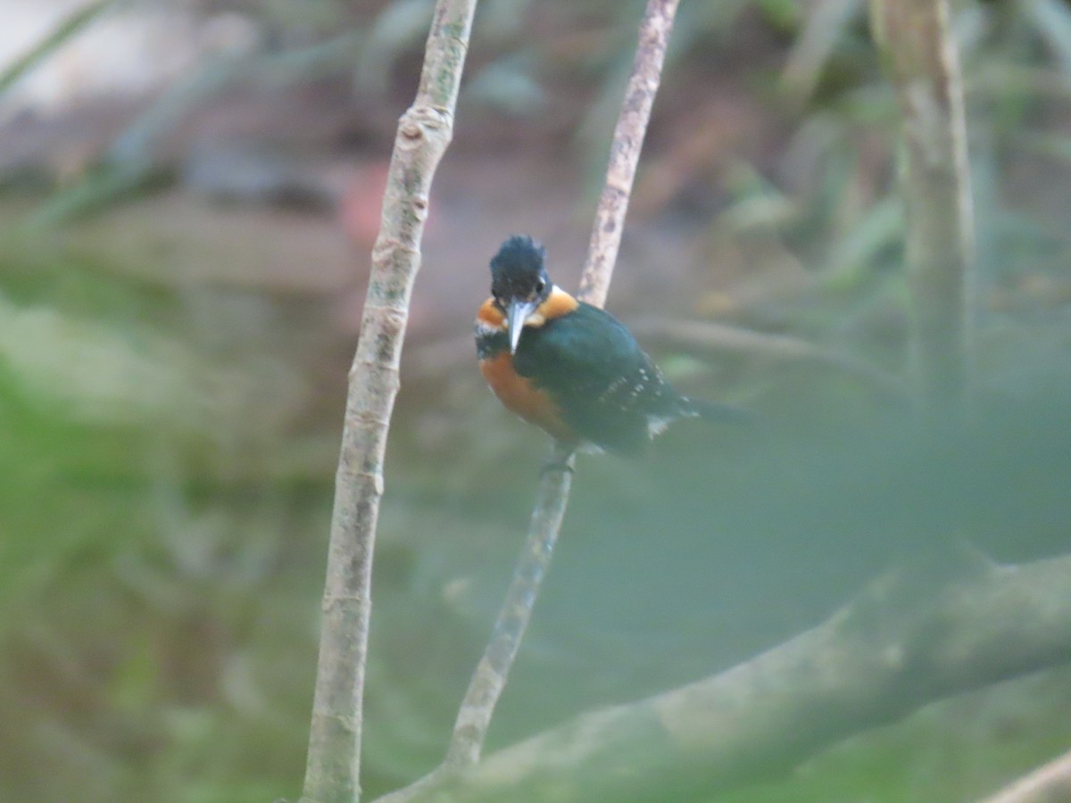 American Pygmy Kingfisher - ML638101826