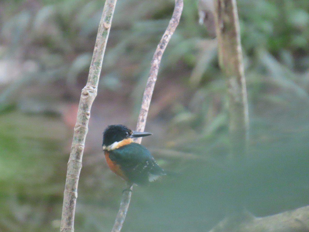 American Pygmy Kingfisher - ML638101827