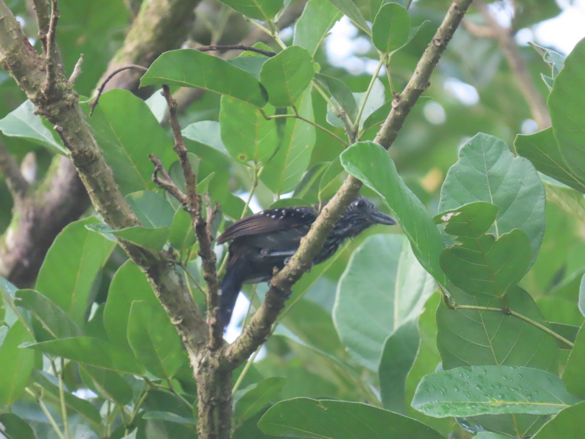 Black-hooded Antshrike - ML638101831