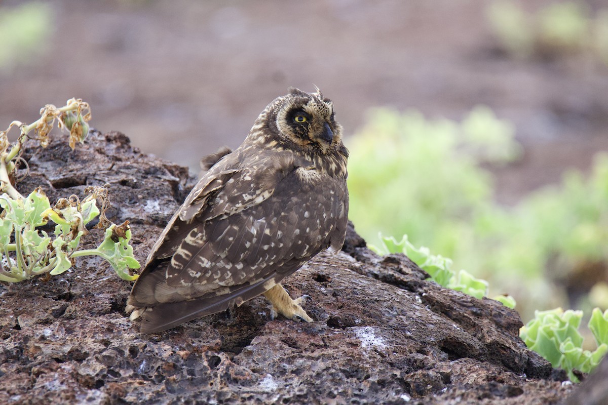 Short-eared Owl (Galapagos) - ML638101837