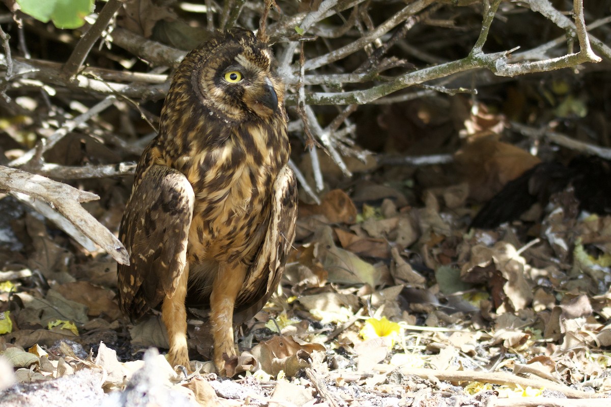 Short-eared Owl (Galapagos) - ML638101841
