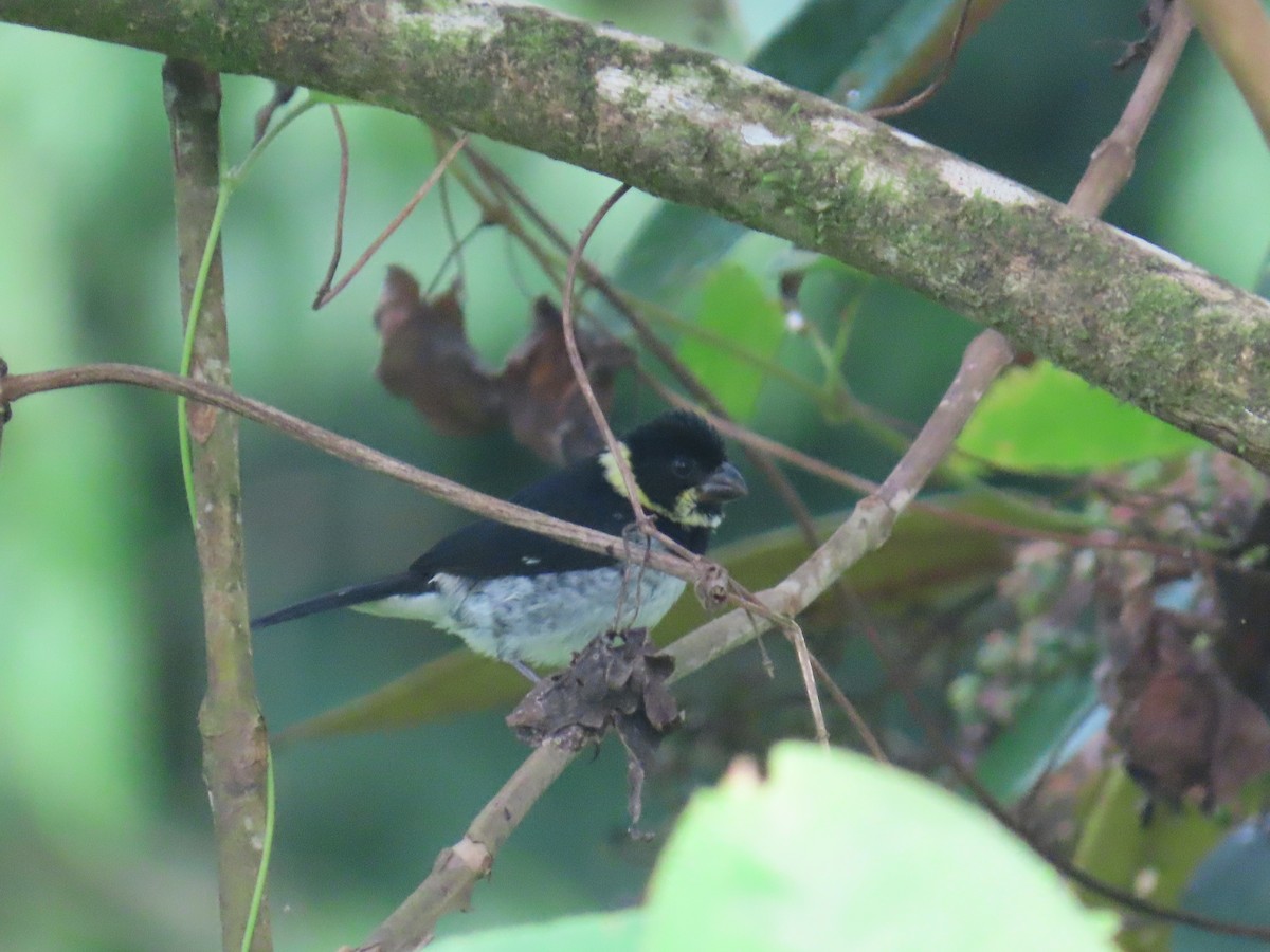 Variable Seedeater - ML638101852