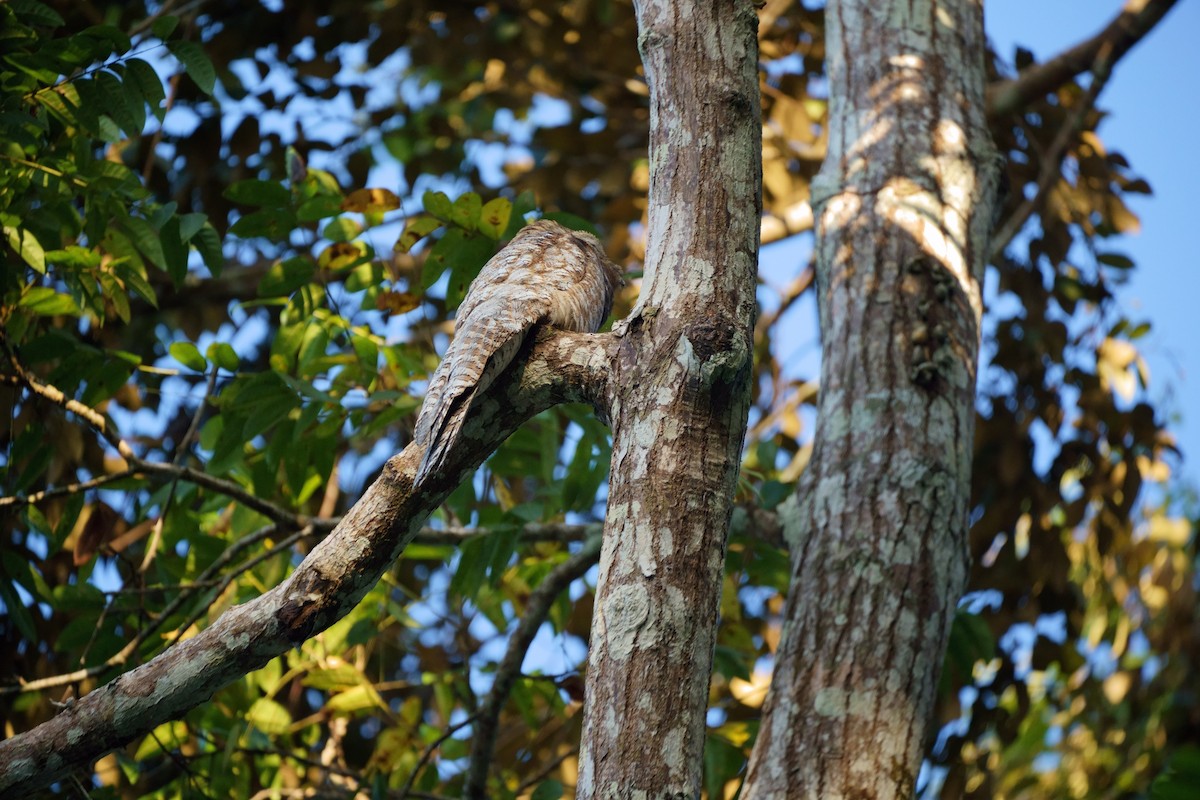 Great Potoo - ML638101858