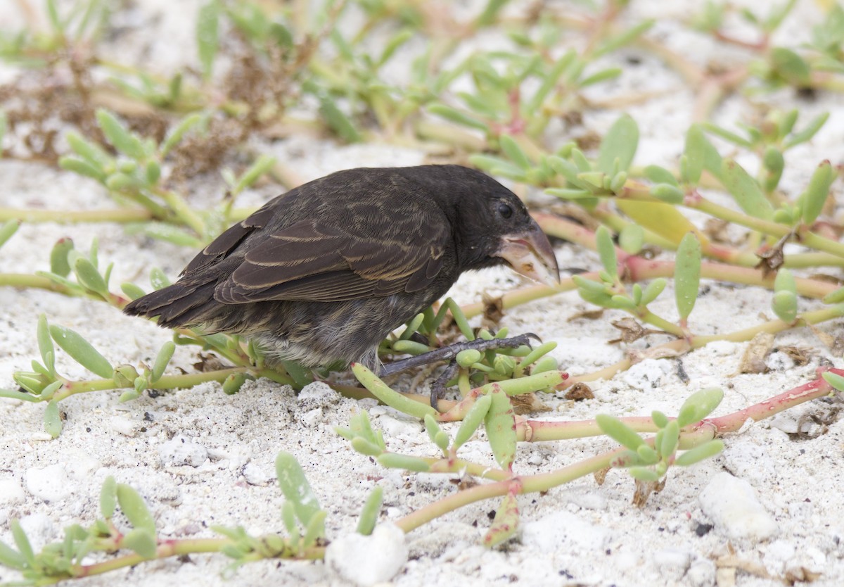 Genovesa Cactus-Finch - ML638101866
