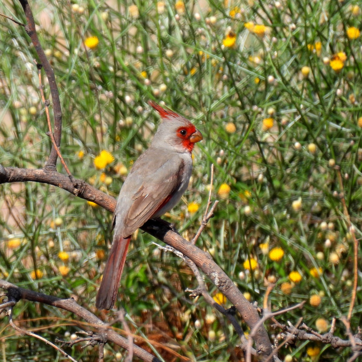 Pyrrhuloxia - ML638101875