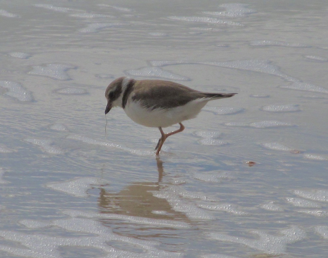 Semipalmated Plover - ML638101876