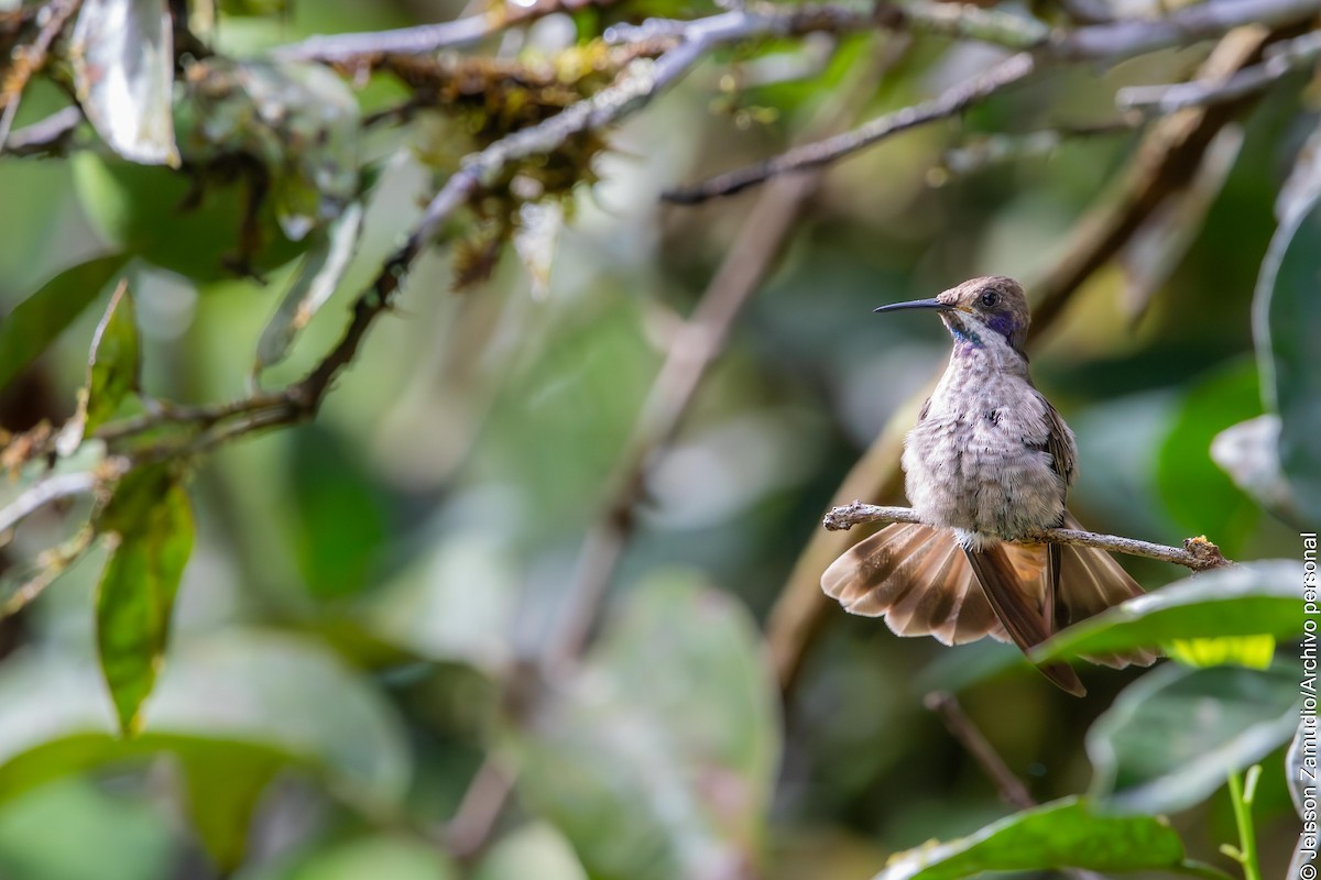 Brown Violetear - ML638101905