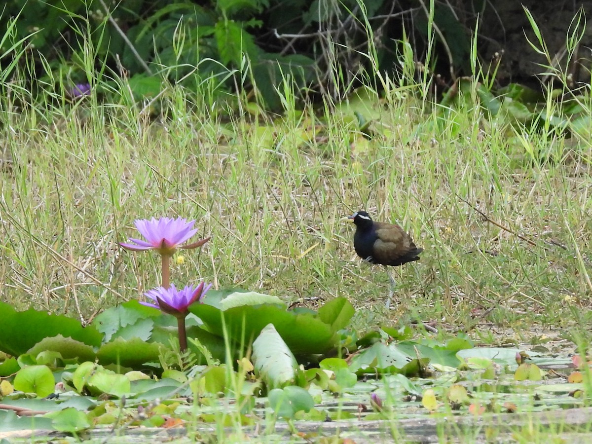 Bronze-winged Jacana - ML638101907