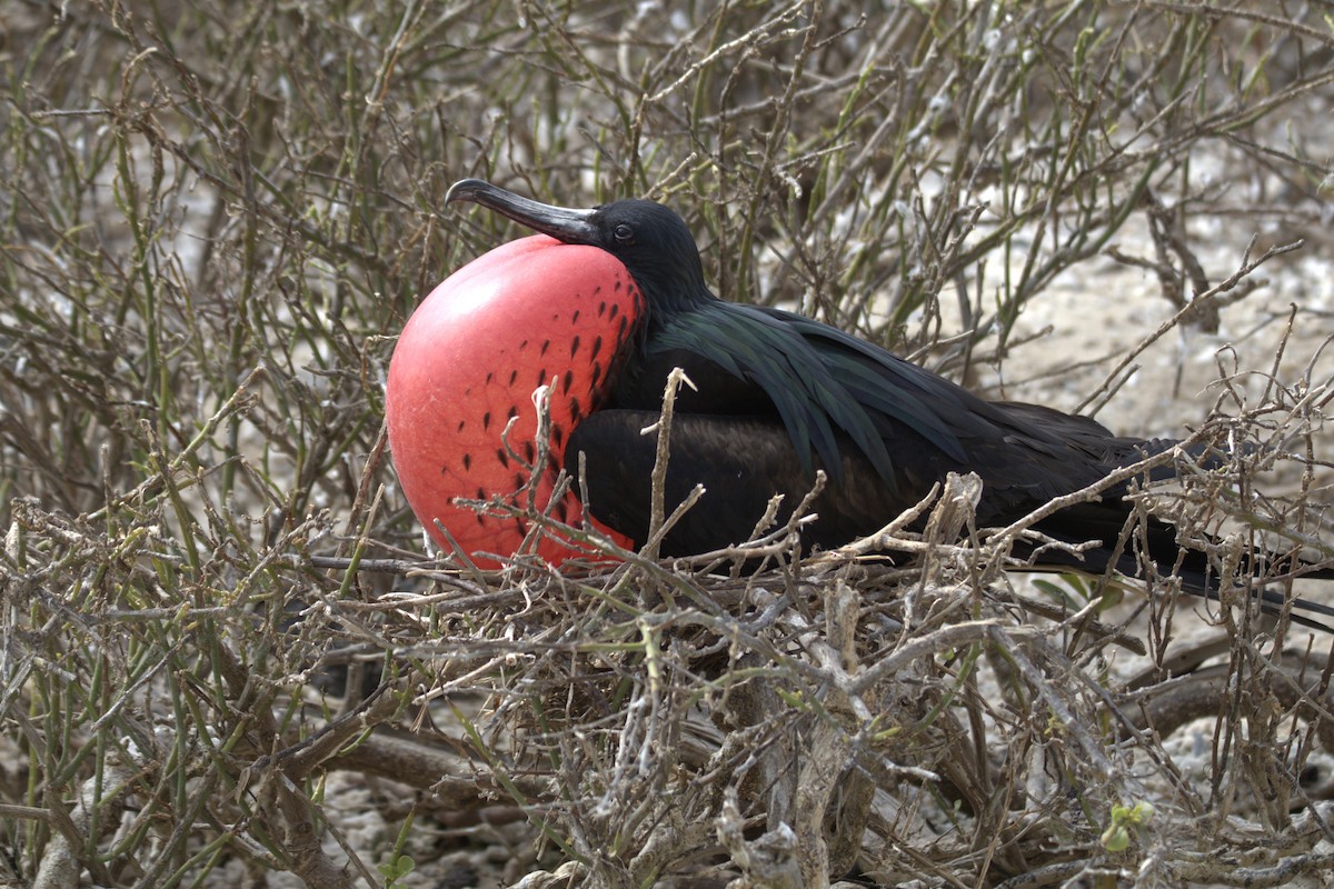 Bindenfregattvogel - ML638101933
