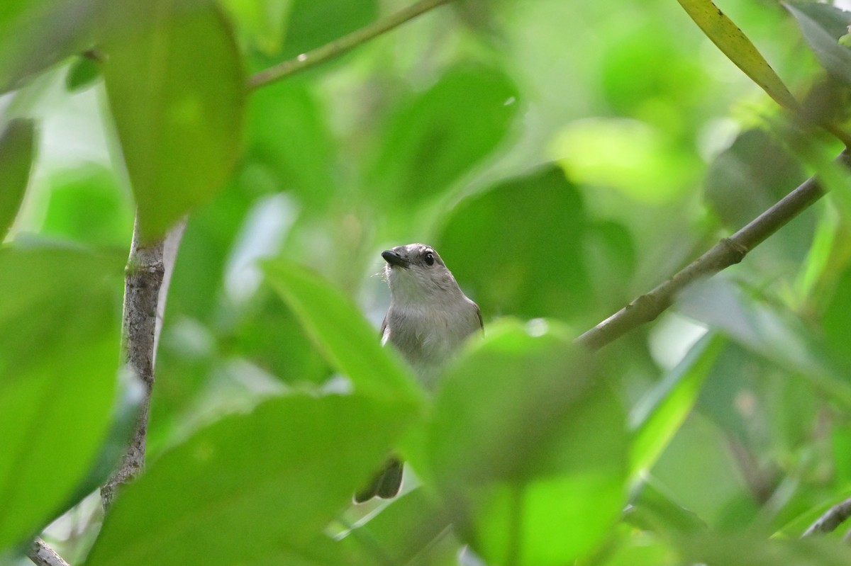 Mangrove Whistler - ML638101953