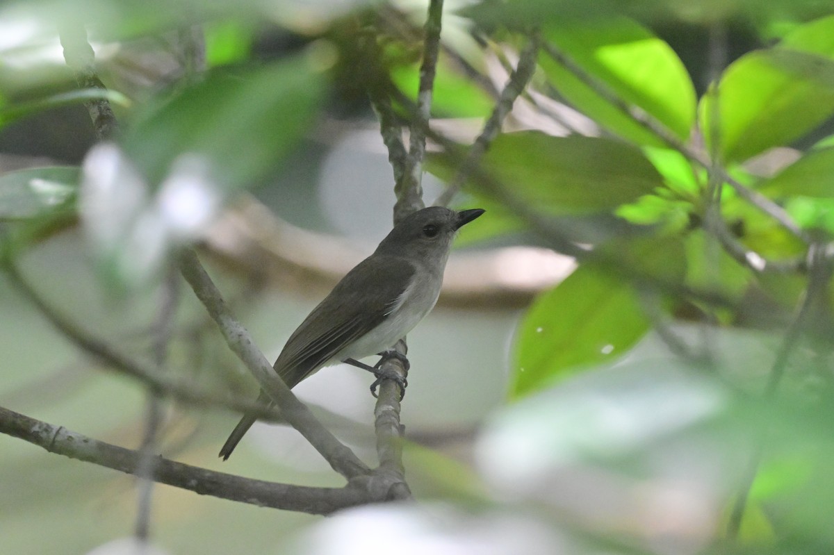 Mangrove Whistler - ML638101954