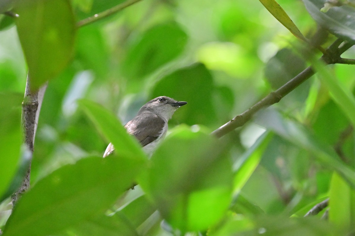 Mangrove Whistler - ML638101955
