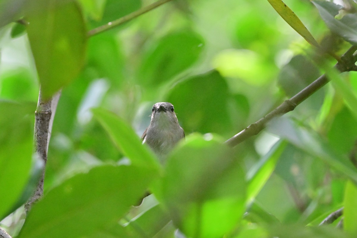 Mangrove Whistler - ML638101956