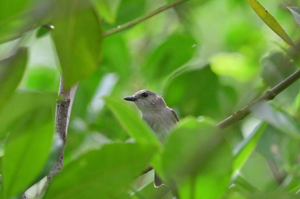 Mangrove Whistler - ML638101963