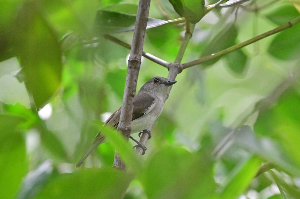 Mangrove Whistler - ML638101965