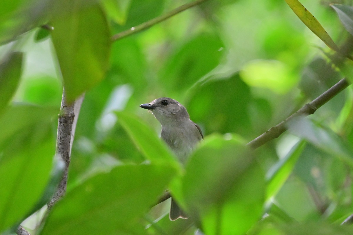 Mangrove Whistler - ML638101966