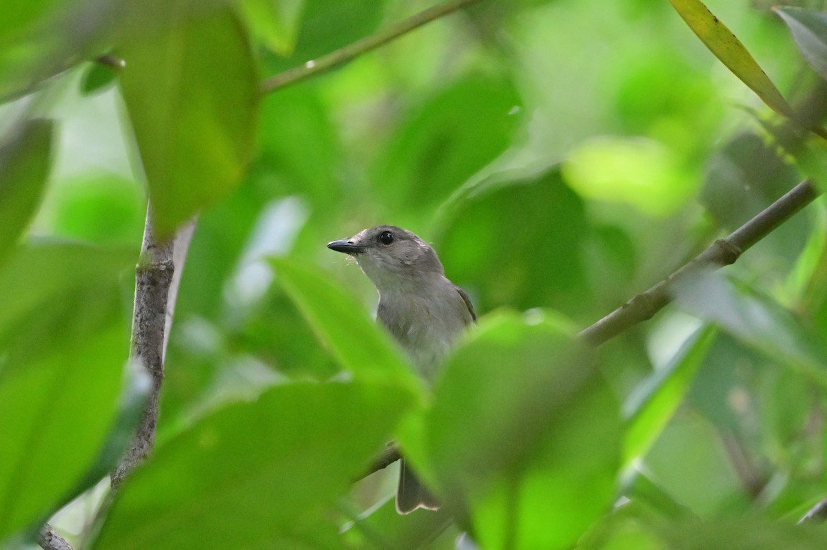 Mangrove Whistler - ML638101967
