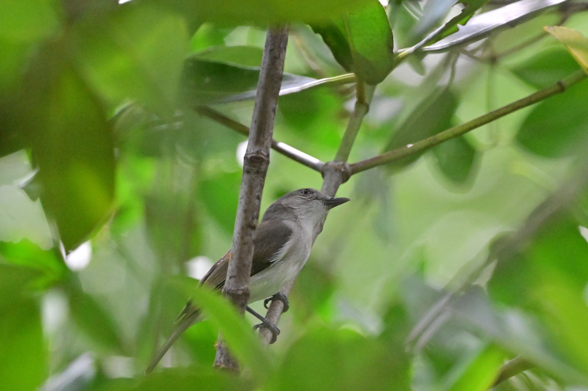 Mangrove Whistler - ML638101968