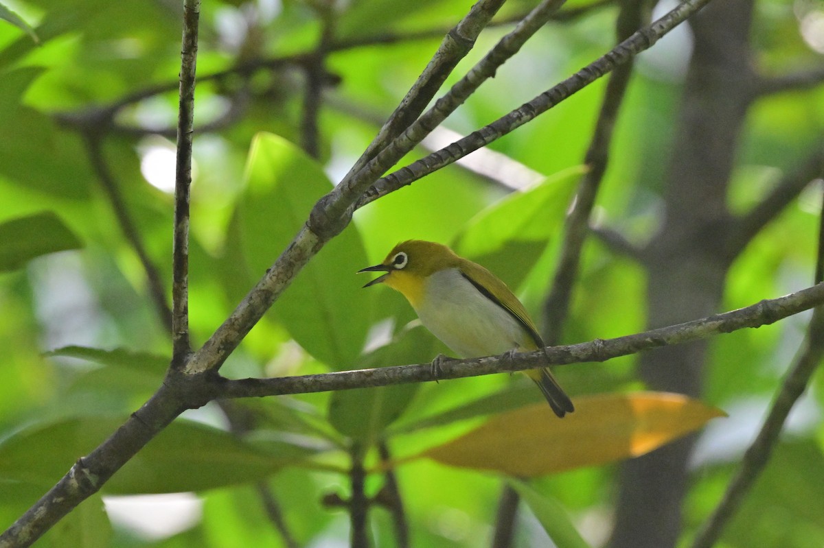 Indian White-eye - ML638101987