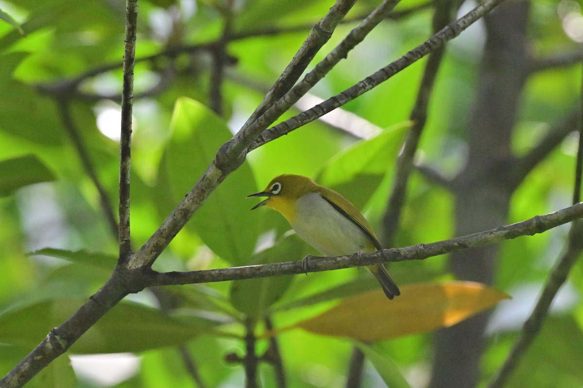 Indian White-eye - ML638101988