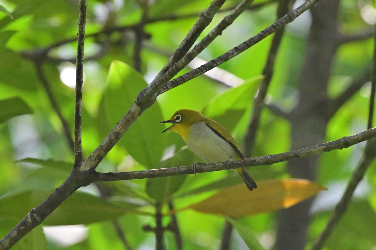 Indian White-eye - ML638101989