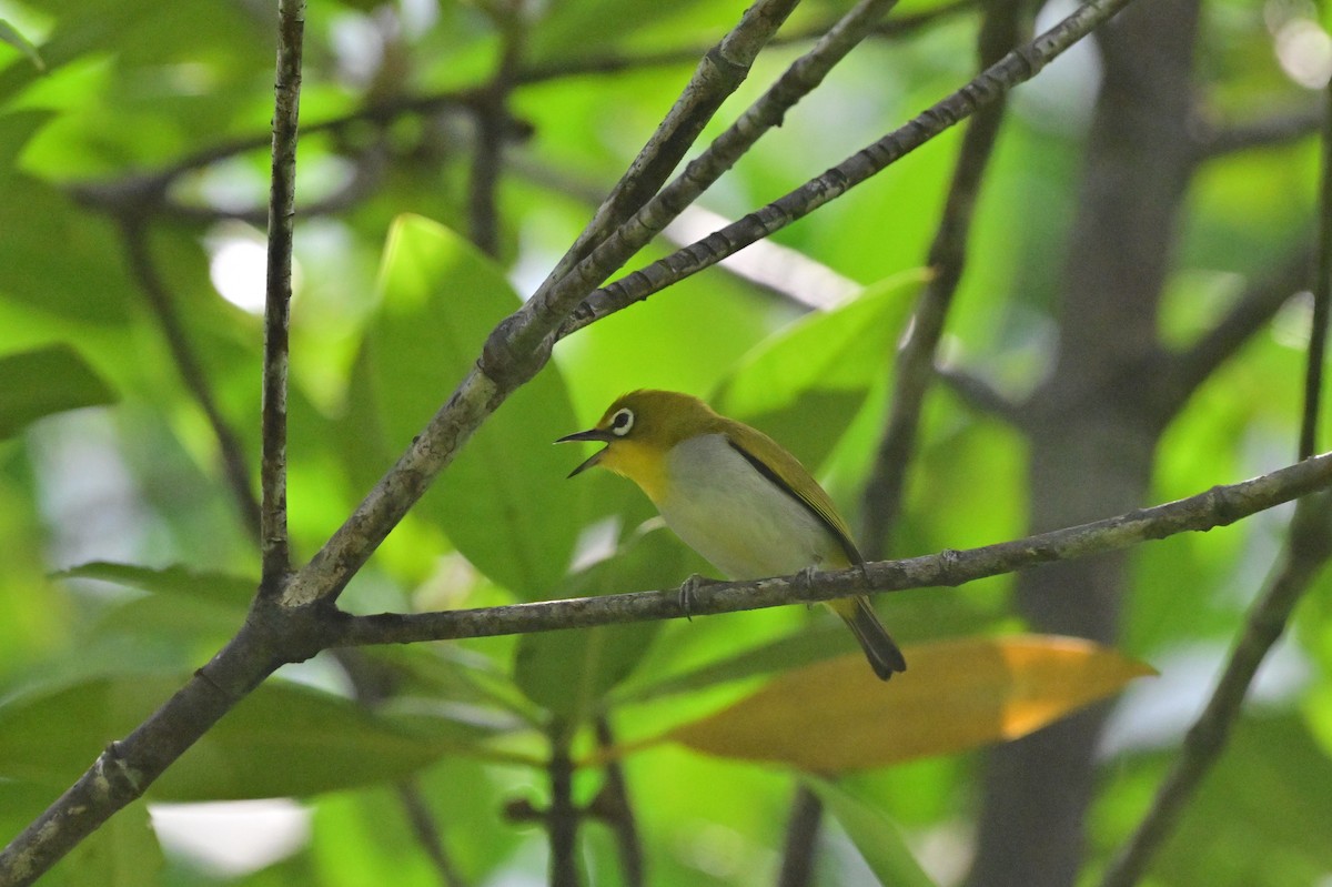 Indian White-eye - ML638101990