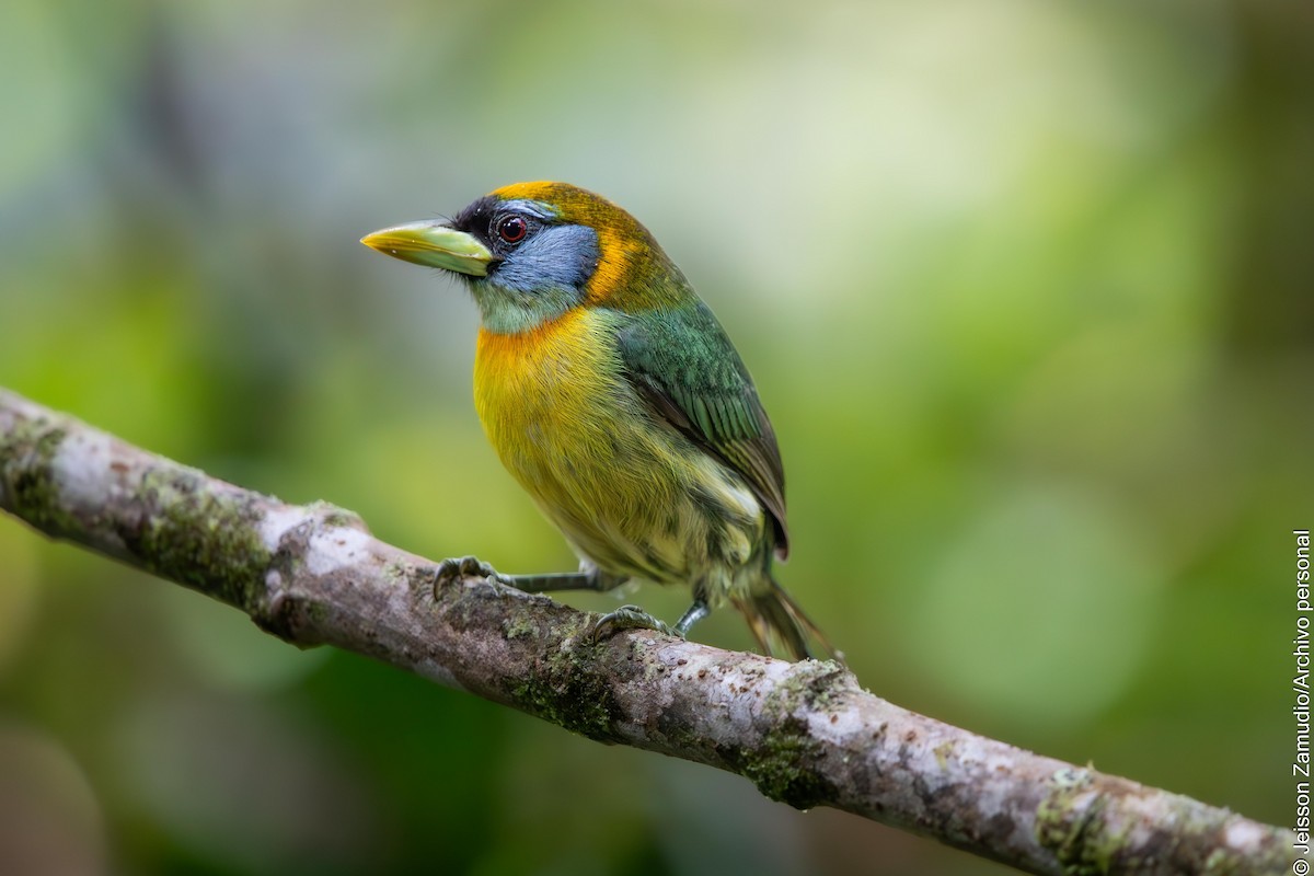 Red-headed Barbet - ML638102003