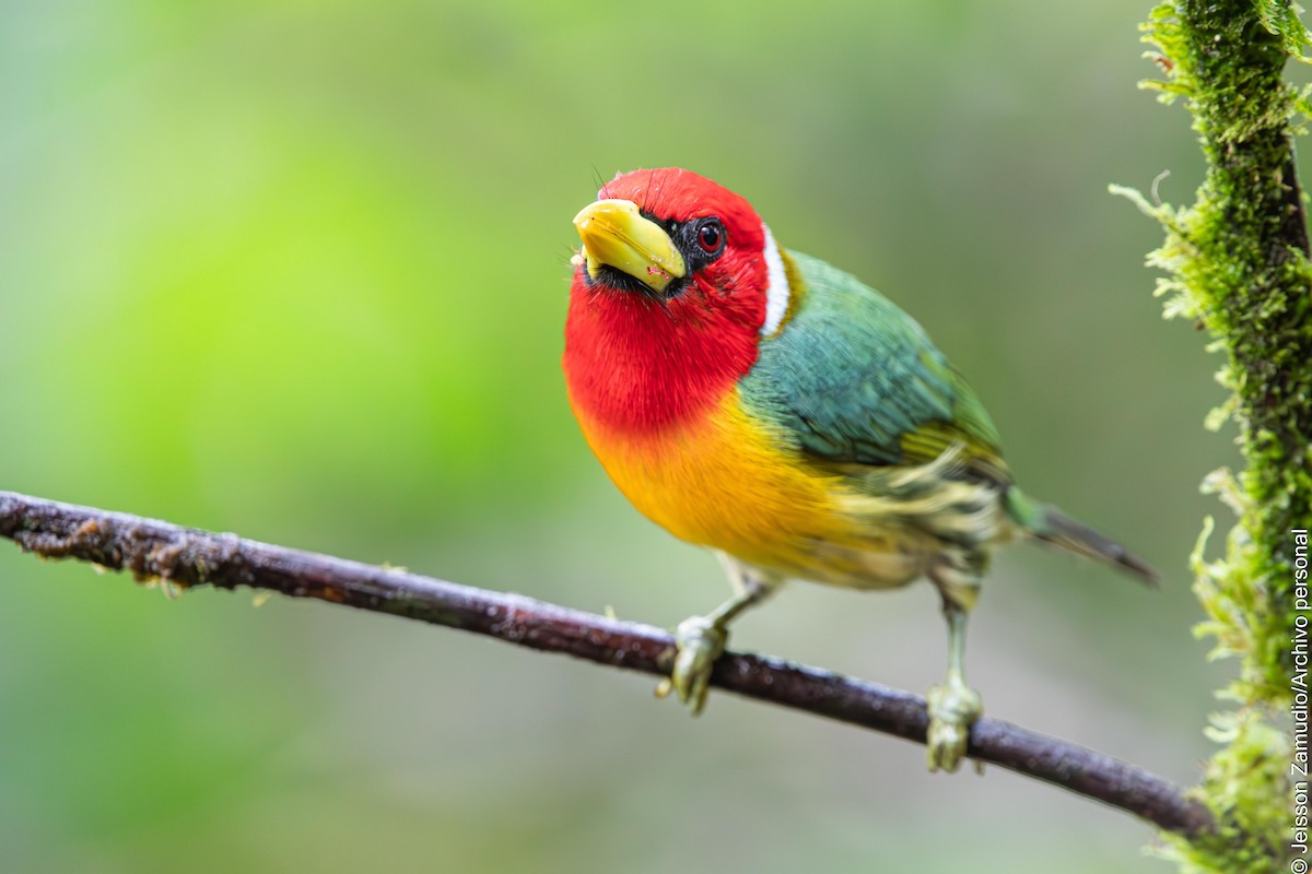 Red-headed Barbet - ML638102004