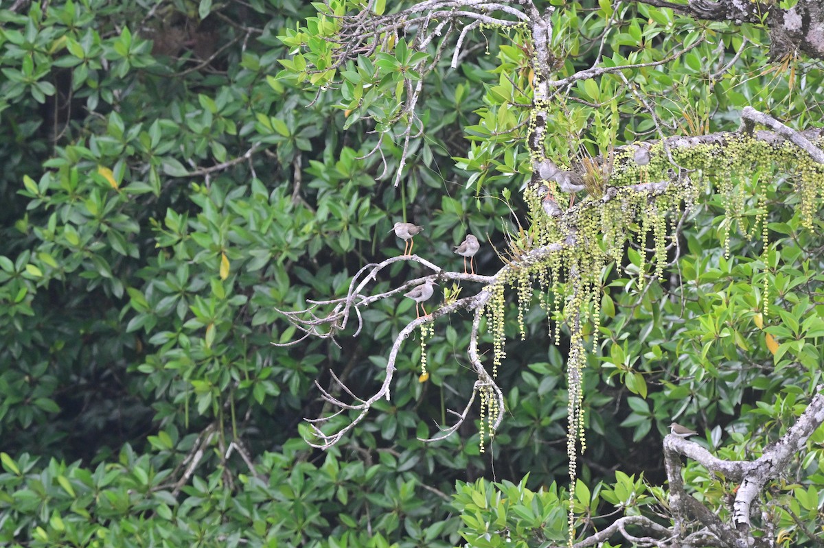 Common Redshank - ML638102020