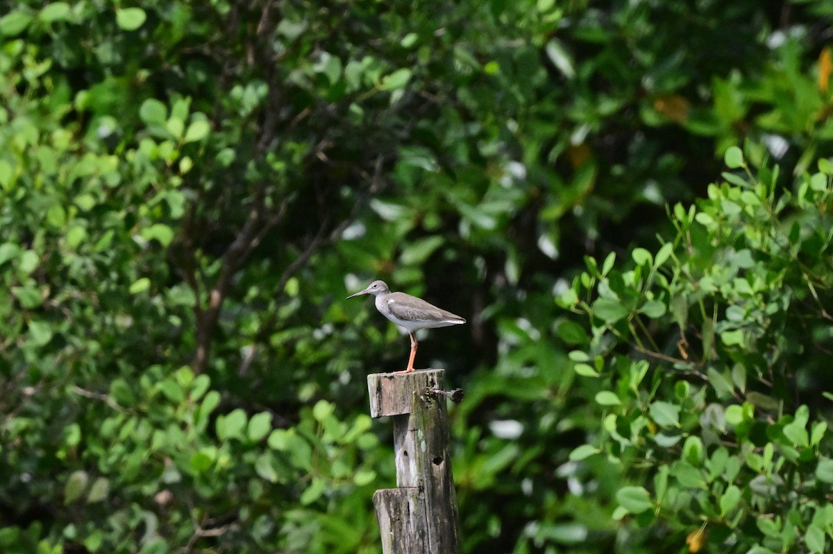 Common Redshank - ML638102021