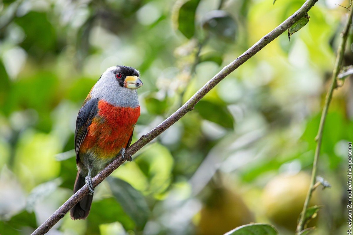 Toucan Barbet - ML638102026