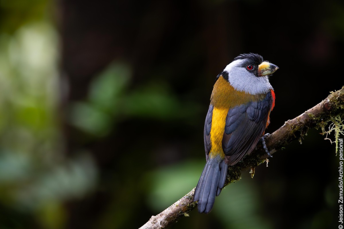 Toucan Barbet - ML638102027