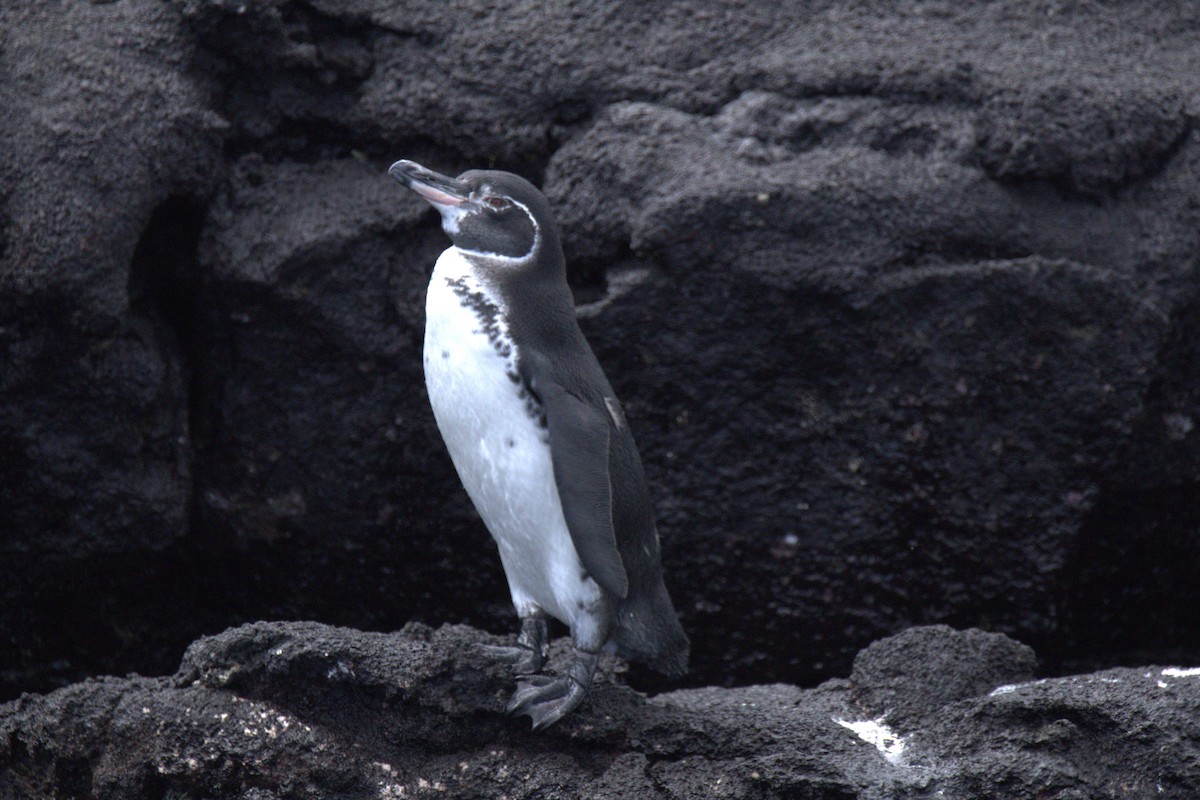 Galapagos Penguin - ML638102044