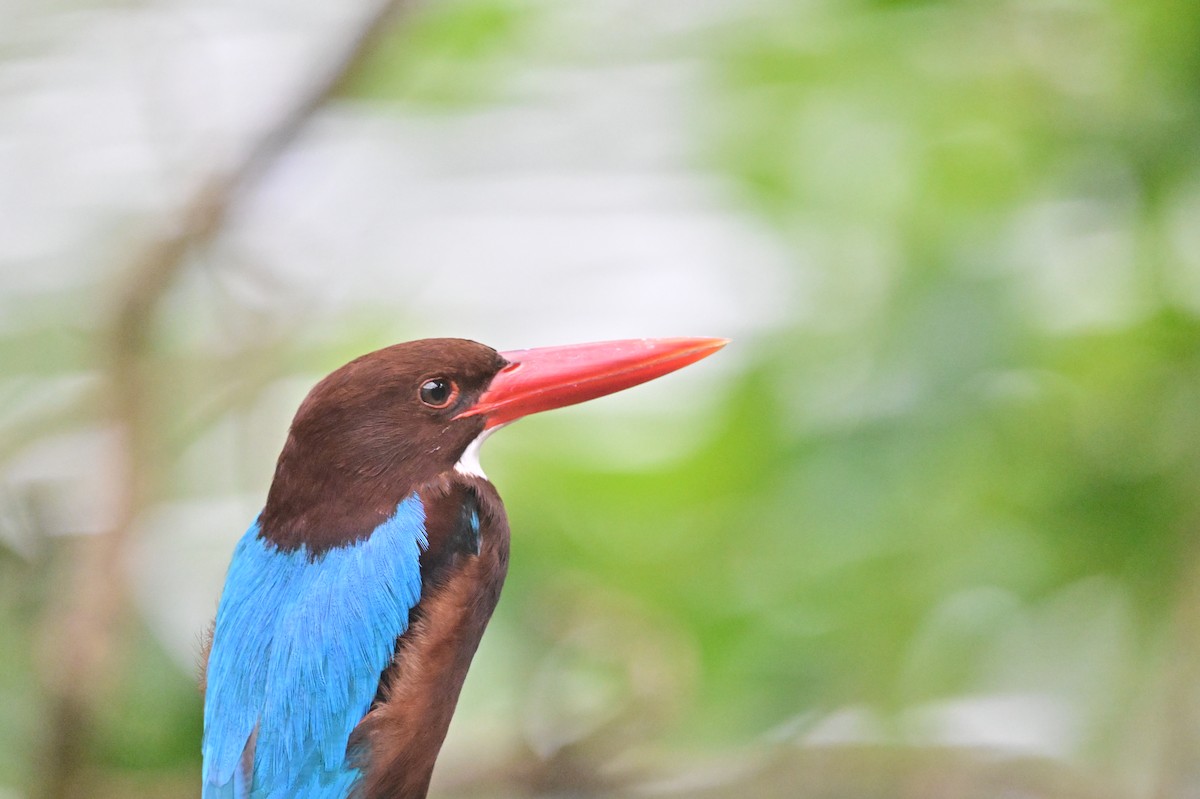 White-throated Kingfisher - ML638102061
