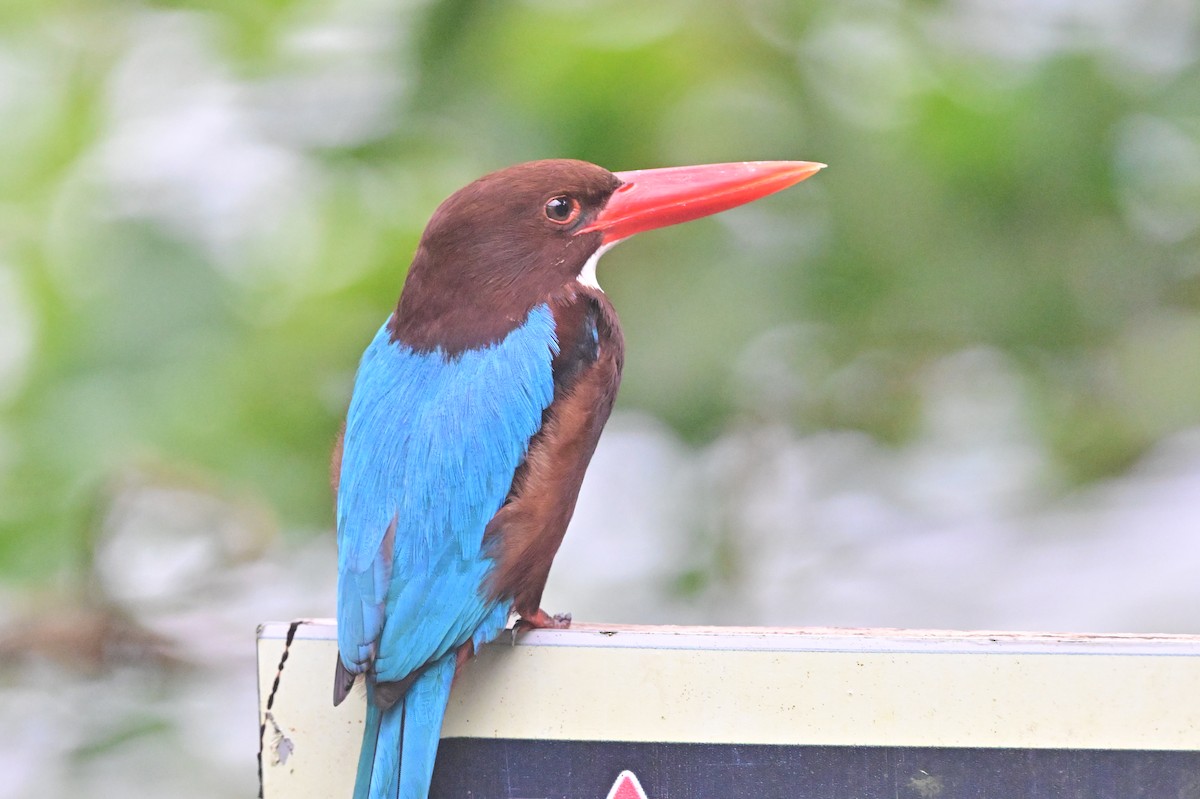 White-throated Kingfisher - ML638102067