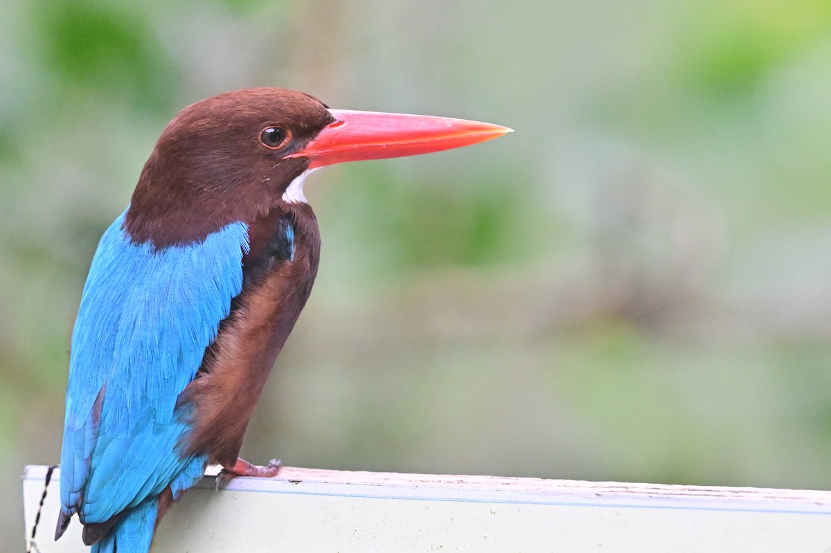 White-throated Kingfisher - ML638102068