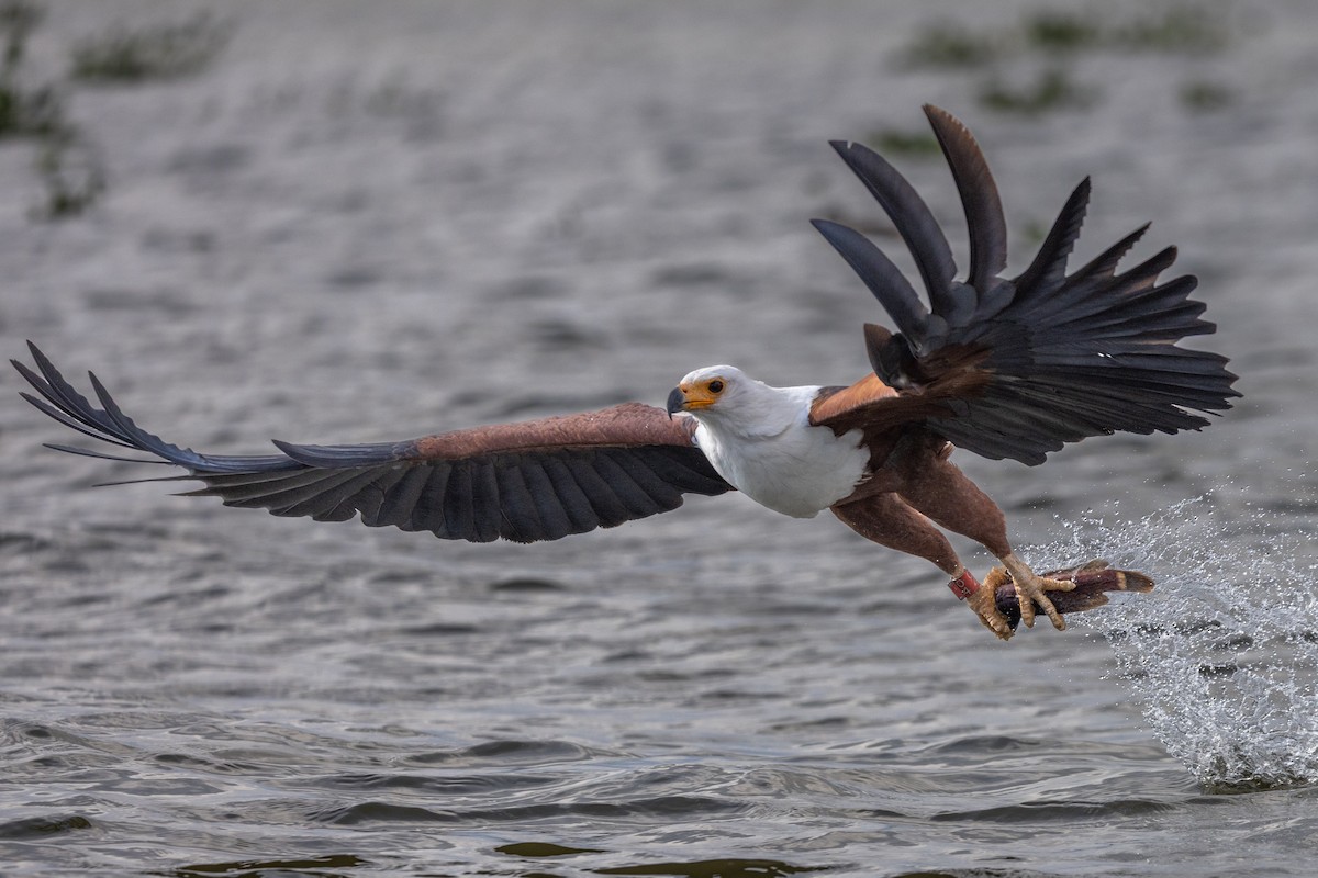 African Fish-Eagle - ML638102102