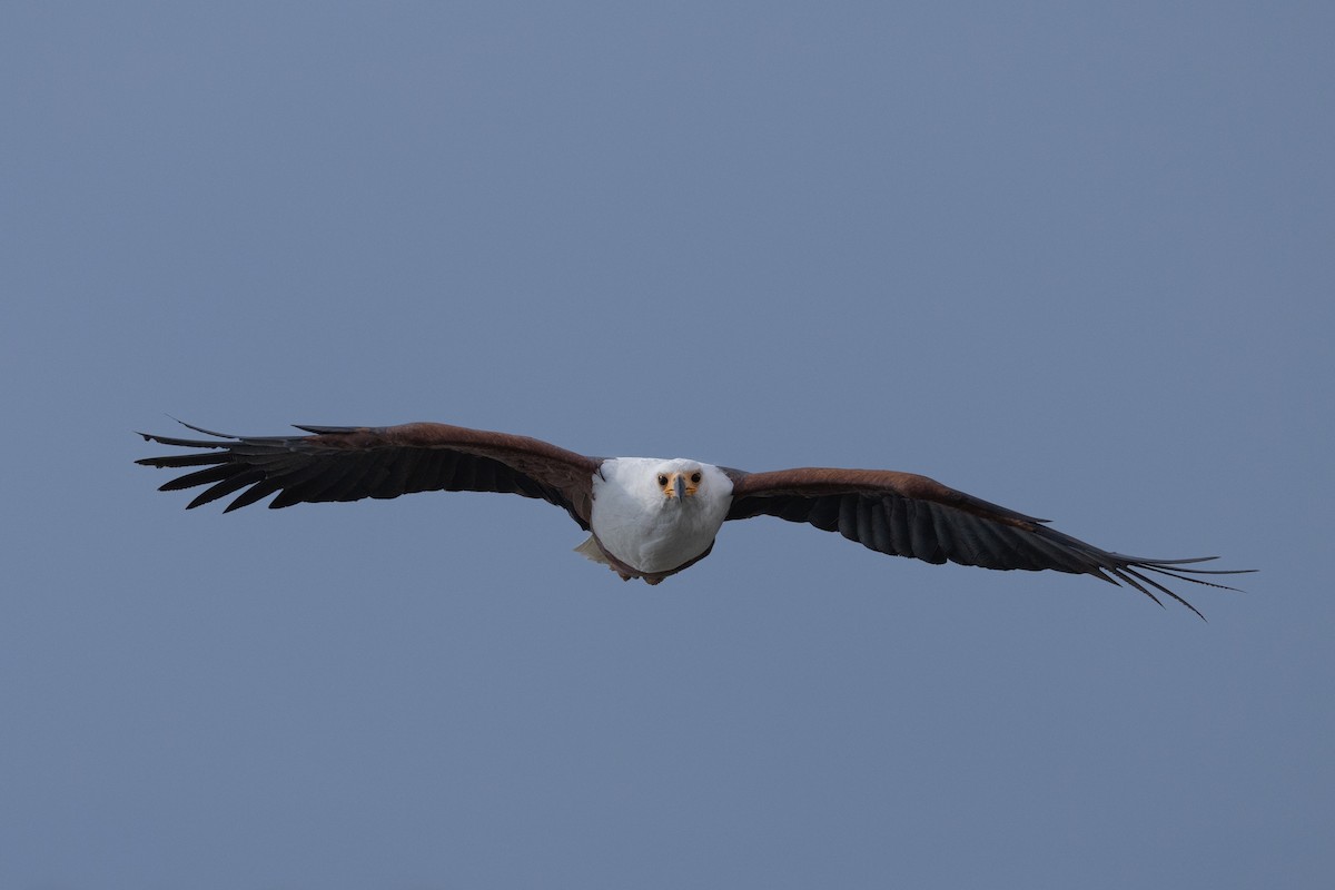 African Fish-Eagle - ML638102103