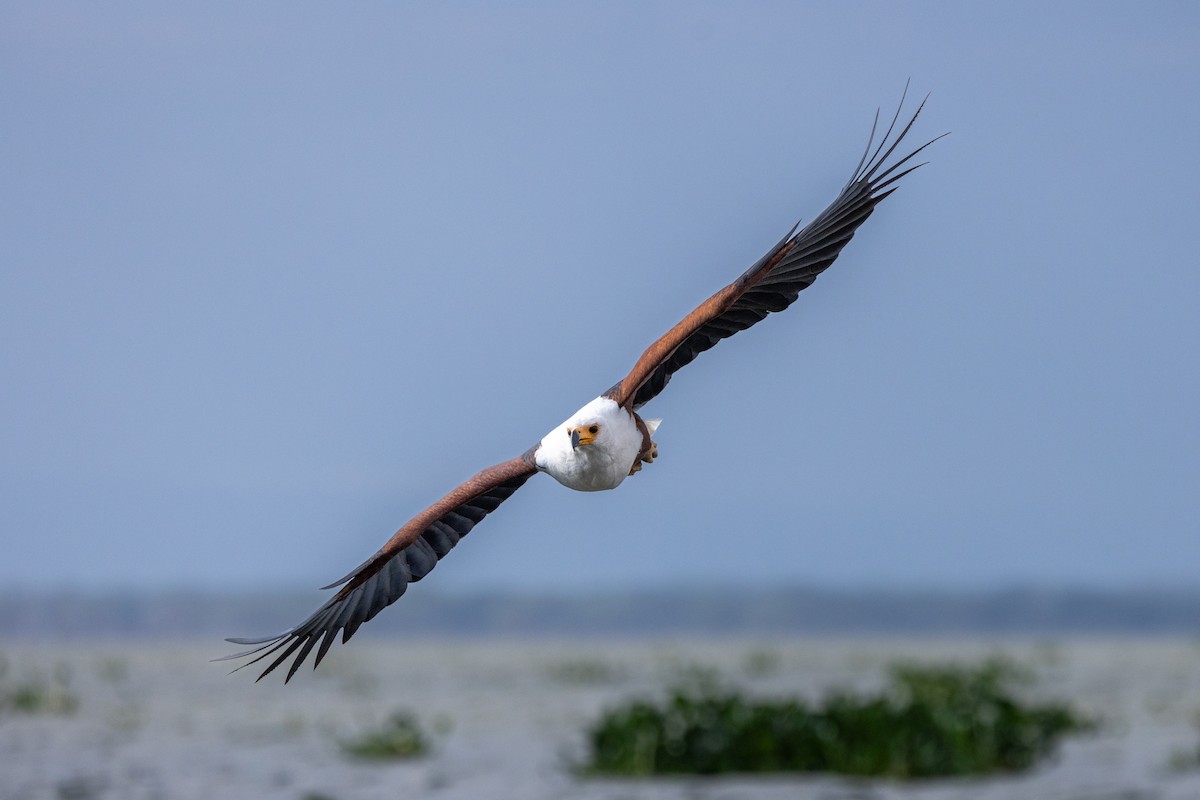 African Fish-Eagle - ML638102104