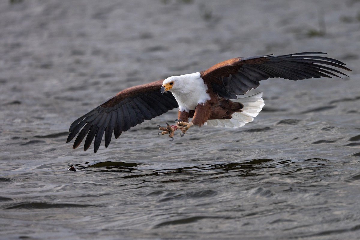 African Fish-Eagle - ML638102106