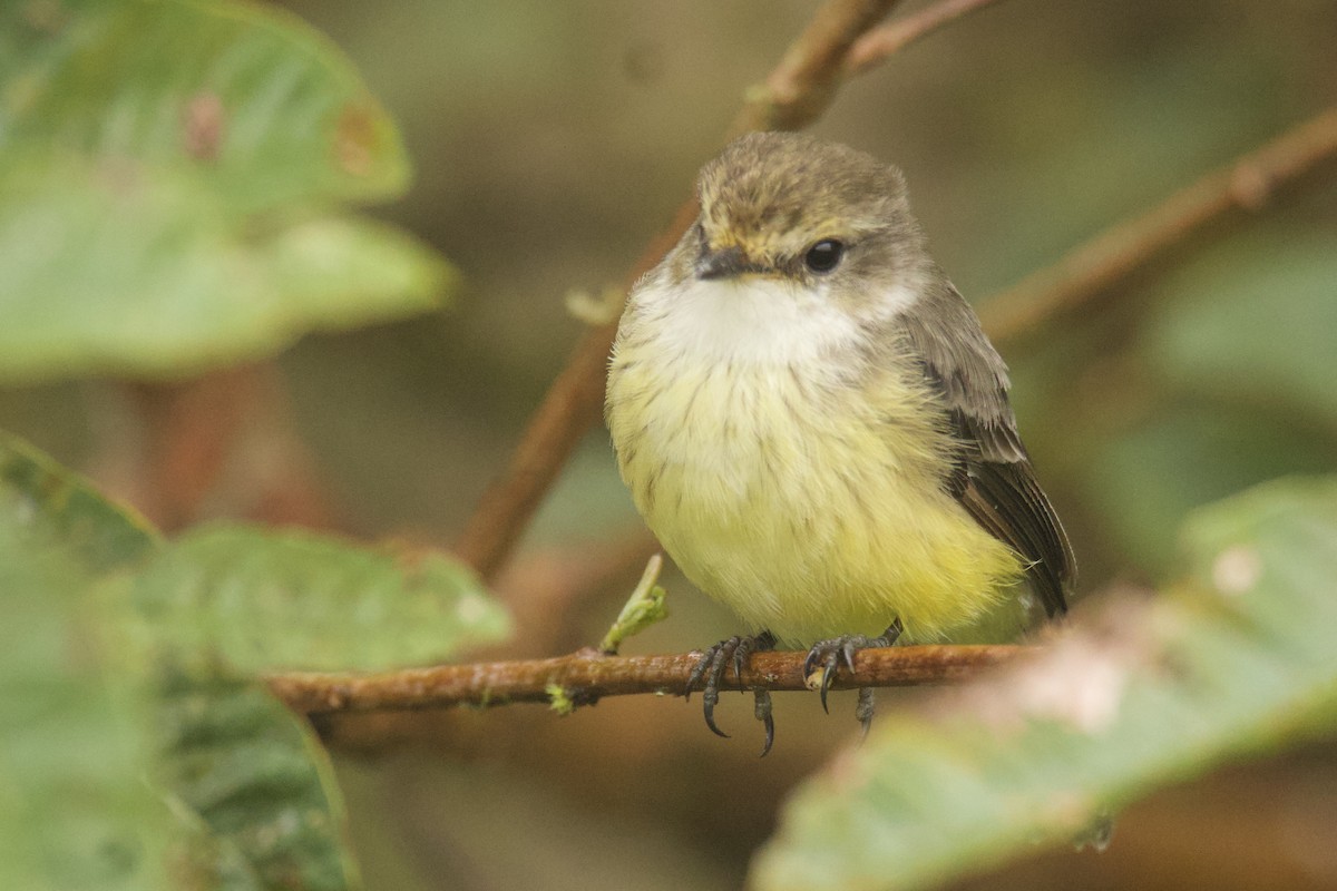 Brujo Flycatcher - ML638102123