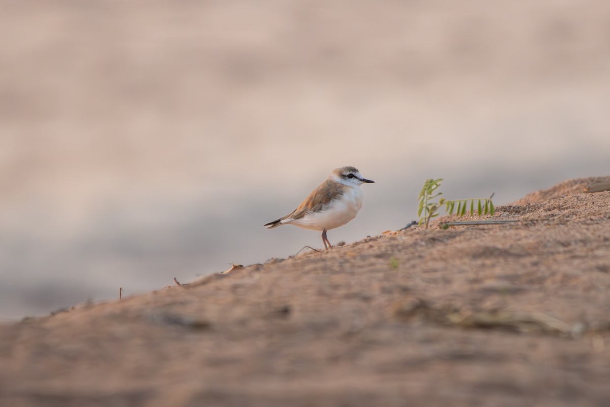 White-fronted Plover - ML638102135