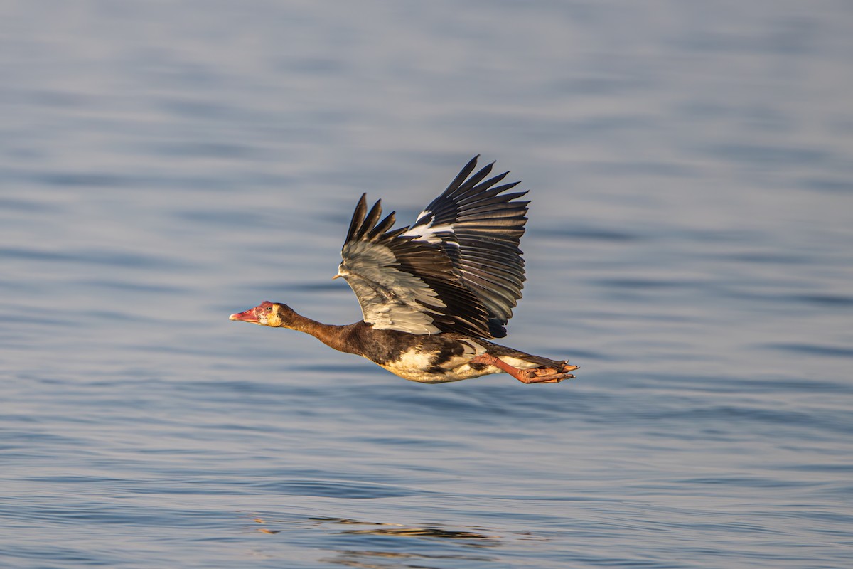 Spur-winged Goose - ML638102190