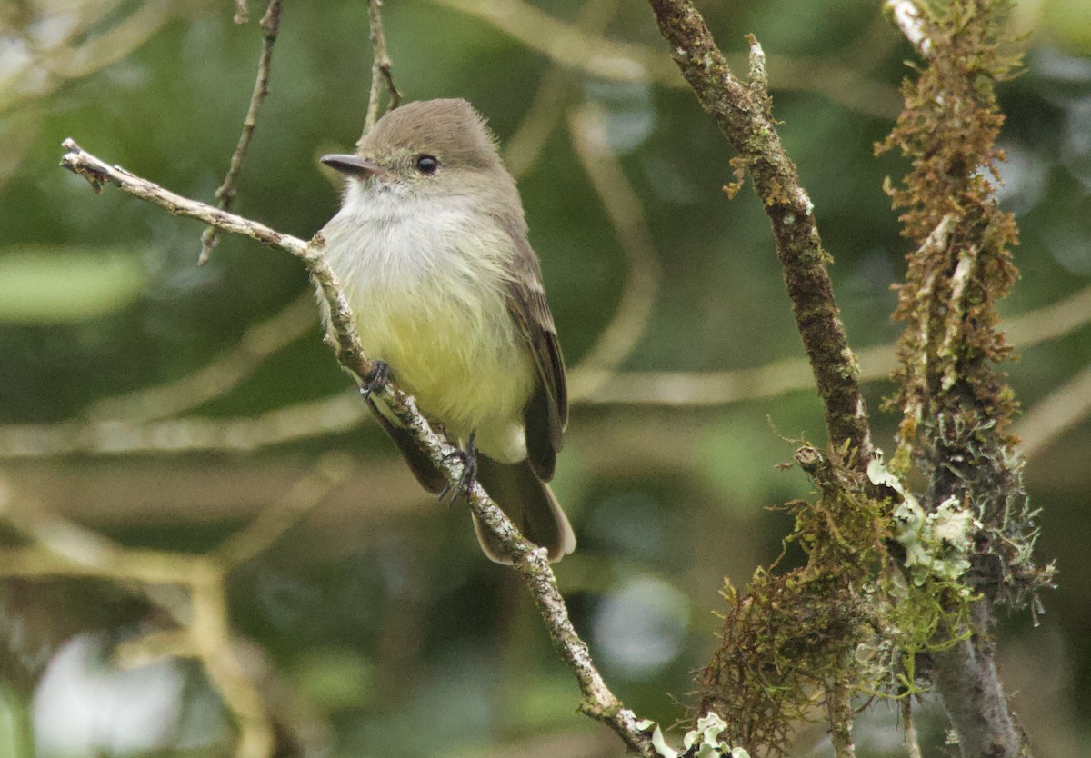 Galapagos Flycatcher - ML638102200