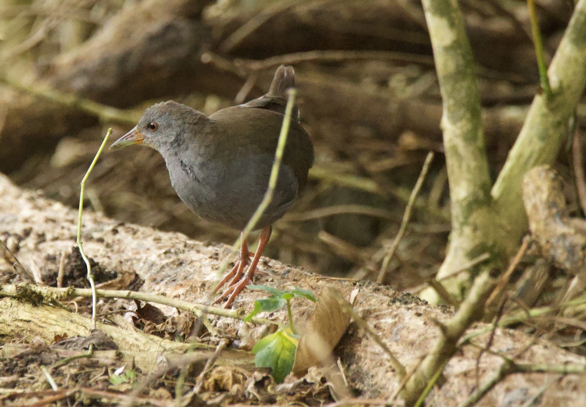 Paint-billed Crake - ML638102209
