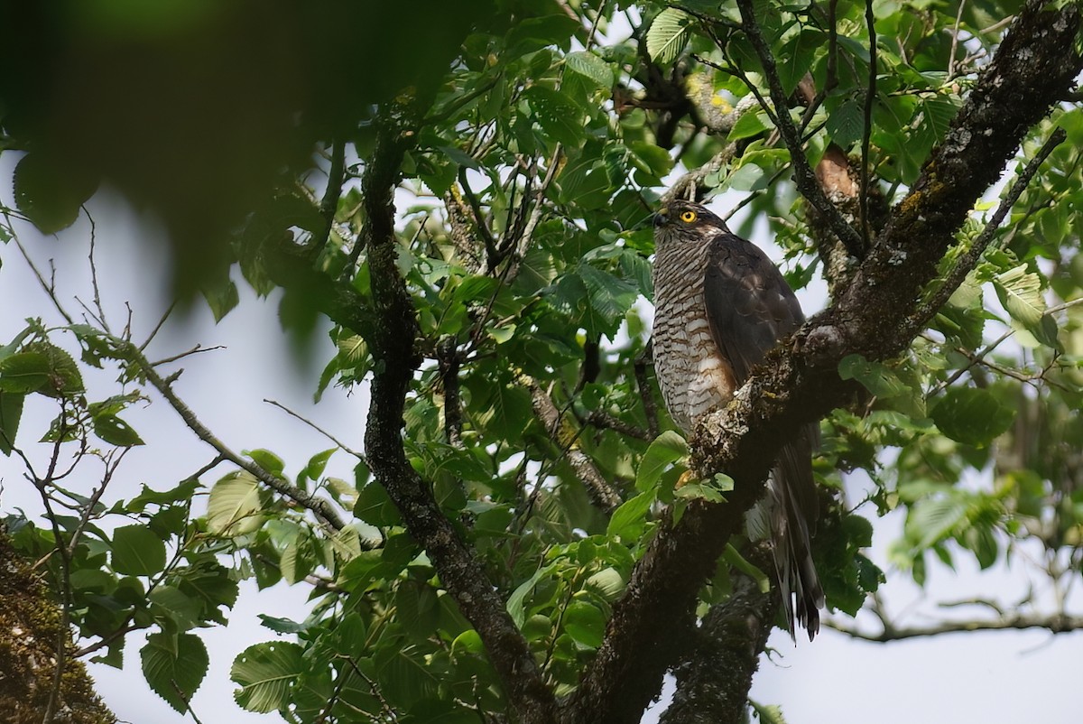 Eurasian Sparrowhawk - ML638102223